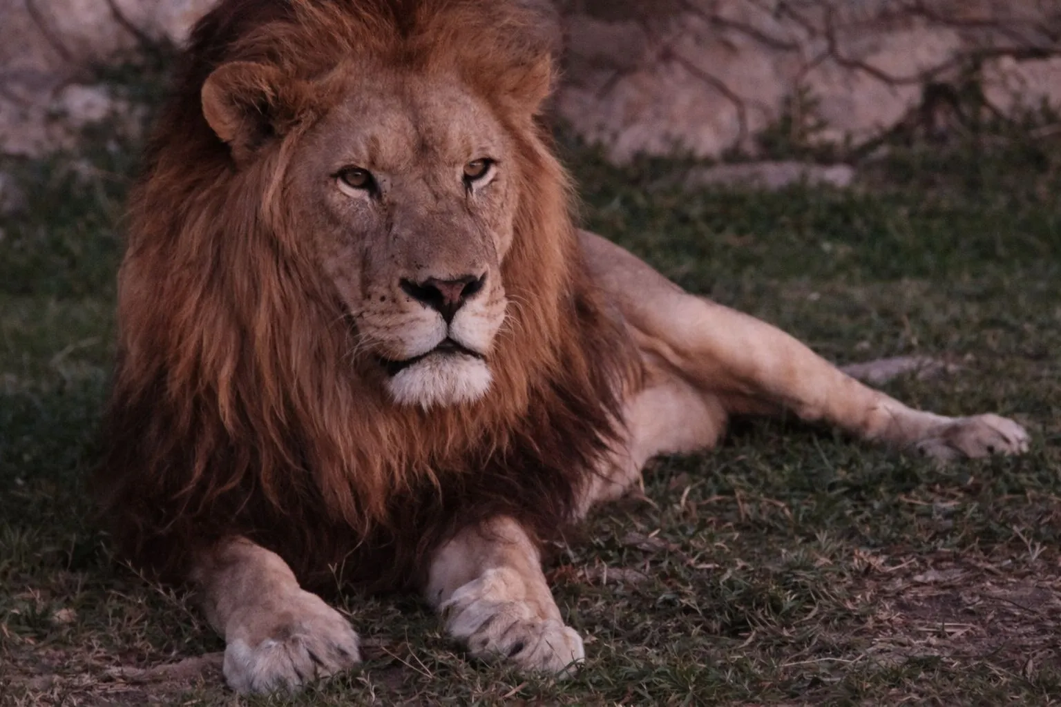 Rescued lion at Waterberg Wildlife Sanctuary