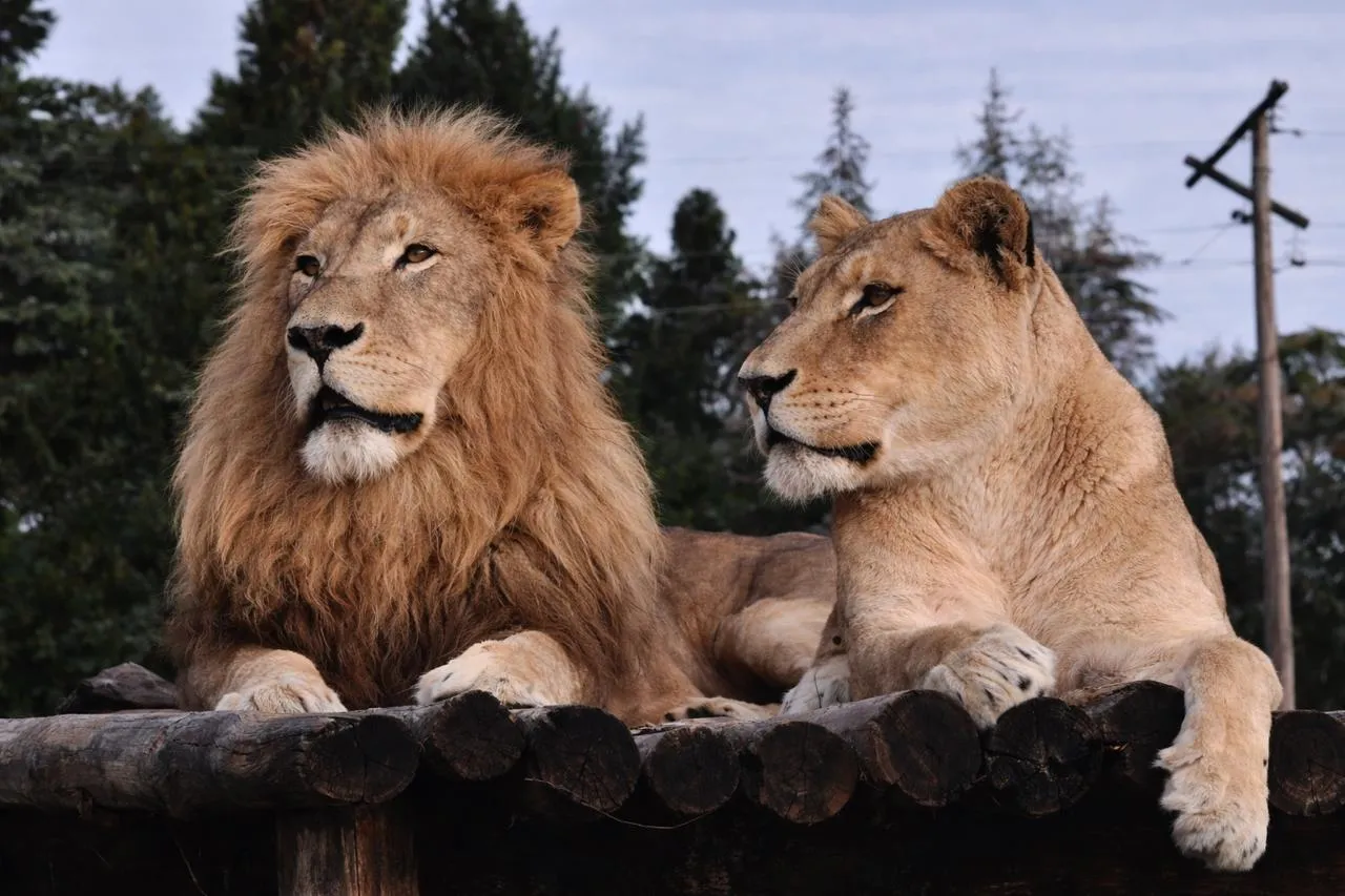 White lion pride at Waterberg Wildlife Sanctuary