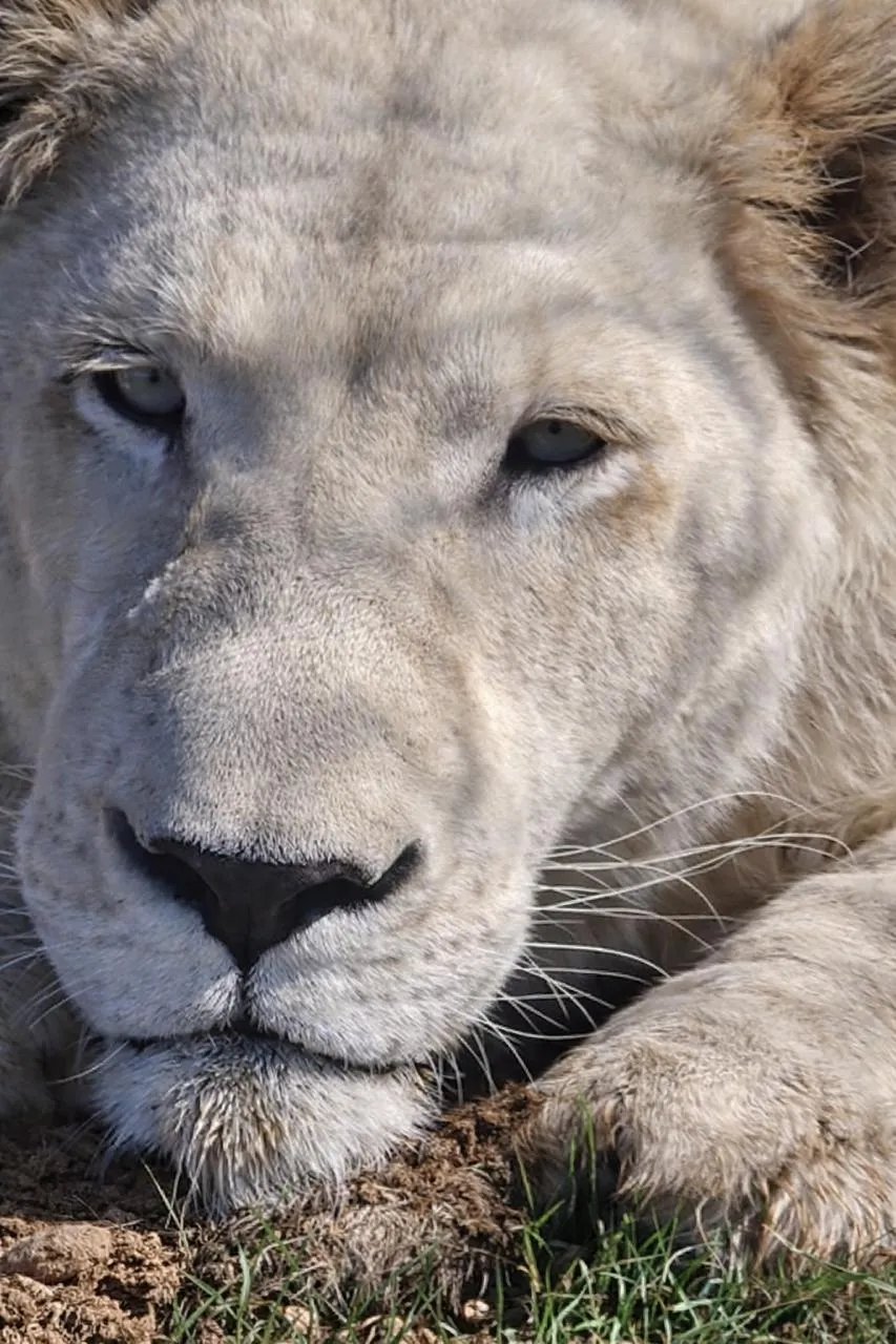 Lion and lioness at Waterberg Wildlife Sanctuary